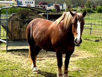 LA CALECHE A BULLES - 