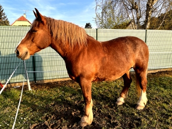 LA CALECHE A BULLES - 