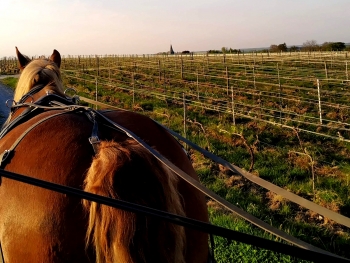 LA CALECHE A BULLES - 